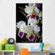 Cattleya Orchid Wall Decal
