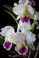 Cattleya Orchid Wall Decal