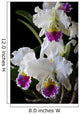 Cattleya Orchid Wall Decal