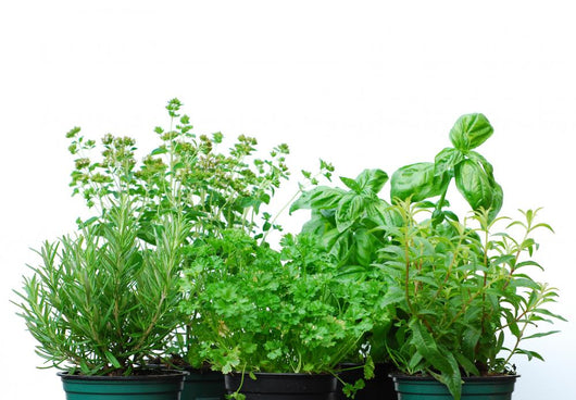 Herb Garden Wall Decal