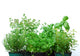 Herb Garden Wall Decal