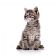 Striped Lovely Small Kitten Wall Decal