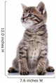 Striped Lovely Small Kitten Wall Decal