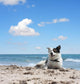 Dog under Blue Sky Wall Decal