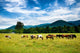 Herd Horses Graze before Wall Decal