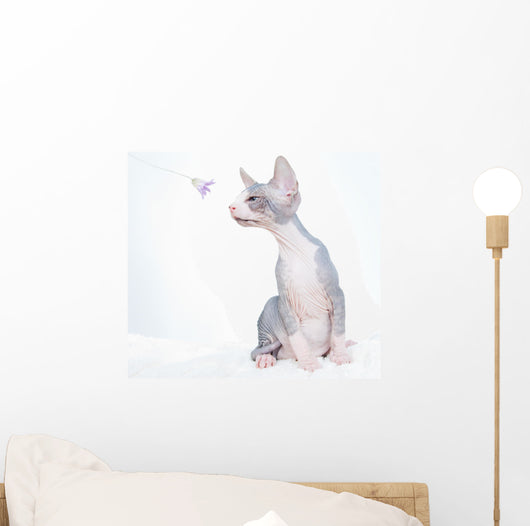 Funny Sphinx Cat with Wall Decal