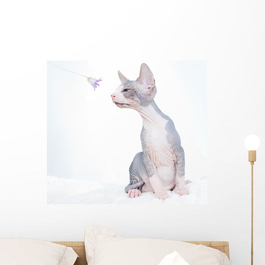 Funny Sphinx Cat with Wall Decal