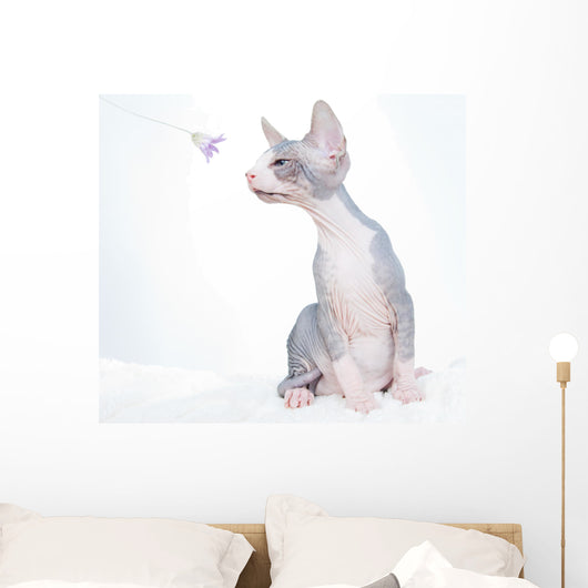 Funny Sphinx Cat with Wall Decal