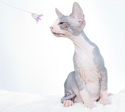 Funny Sphinx Cat with Wall Decal