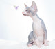Funny Sphinx Cat with Wall Decal