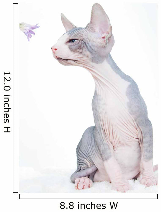 Funny Sphinx Cat with Wall Decal