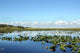 Everglades Wetland Wall Decal