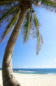 Palm Tree and Beach Wall Decal