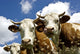 Cows Wall Decal