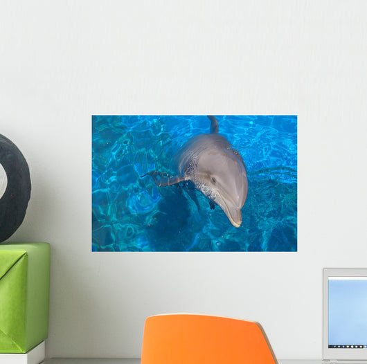 Dauphin Wall Decal