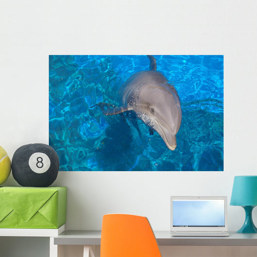 Dauphin Wall Decal