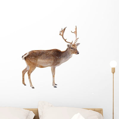 Photo-real Christmas Reindeer Wall Decal shown on a wall