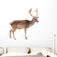 Photo-real Christmas Reindeer Wall Decal