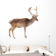 Photo-real Christmas Reindeer Wall Decal