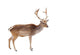Photo-real Christmas Reindeer Wall Decal