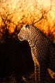 Leopard Sabi Sands Wall Decal