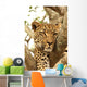 Leopard in a Tree Wall Mural