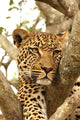 Leopard in a Tree Wall Mural
