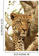 Leopard in a Tree Wall Mural