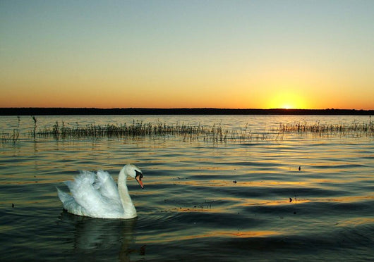 Der Schwan Am Abend Wall Decal