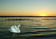 Der Schwan Am Abend Wall Decal