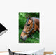 Bay Mare Portrait Wall Decal