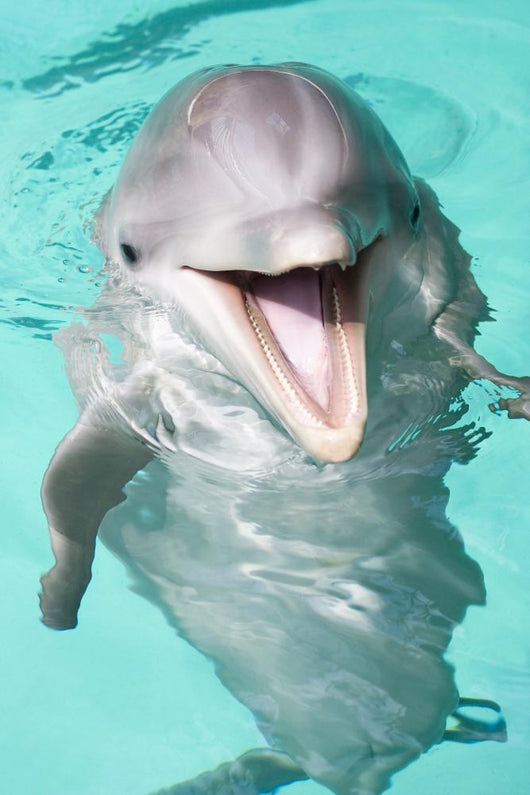 Bottlenose Dolphin Wall Decal