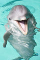 Bottlenose Dolphin Wall Decal