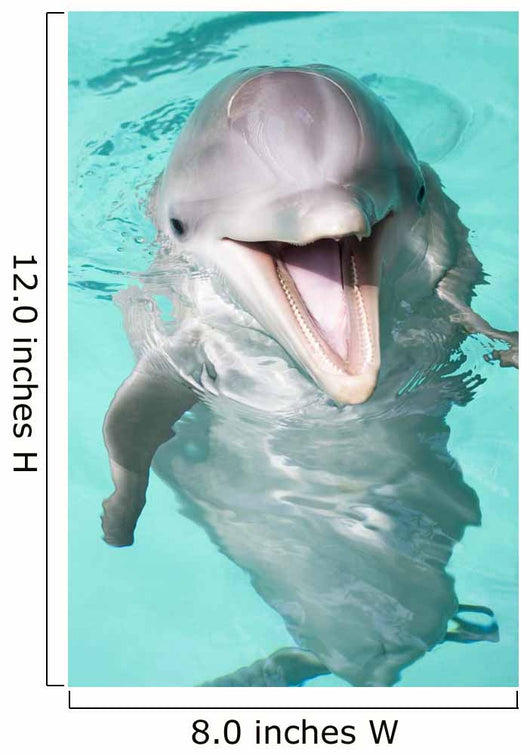 Bottlenose Dolphin Wall Decal