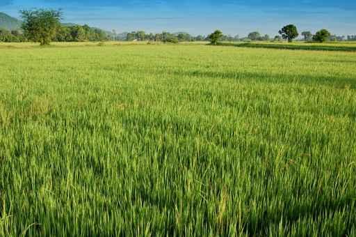 Rice Field Wall Decal