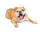 Tired Old Bulldog Wall Decal