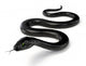 Black Snake Wall Decal