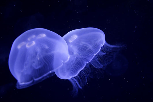 Underwater Image Jellyfishes Wall Decal