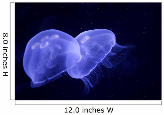 Underwater Image Jellyfishes Wall Decal