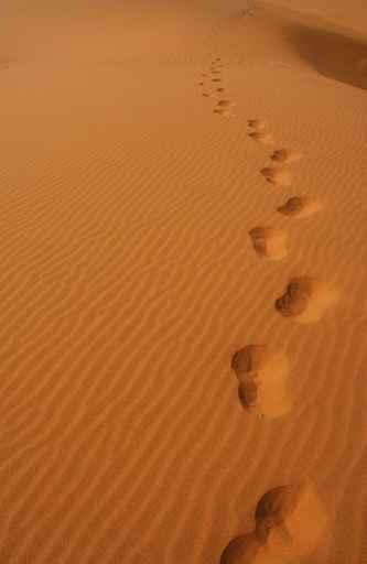 Footprints Desert Wall Decal