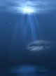 Underwater 