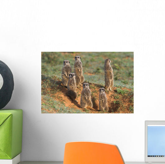 Meerkat Family Wall Decal