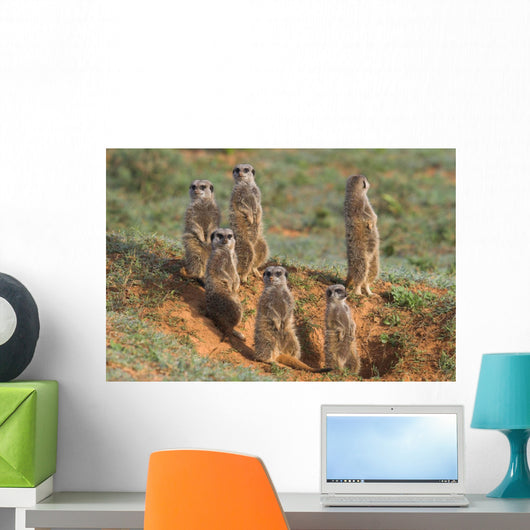 Meerkat Family Wall Decal