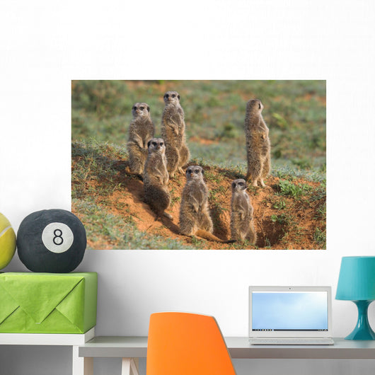 Meerkat Family Wall Decal