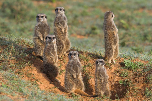 Meerkat Family Wall Decal