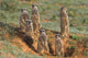 Meerkat Family Wall Decal