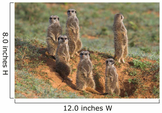 Meerkat Family Wall Decal