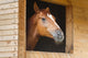 Horse Stable Wall Decal