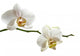 White Orchid Branch Wall Decal