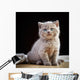 Portrait British Short Hair Wall Decal
